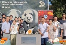 熊猫生日遇上“中国味”|马德里动物园这场庆生很特别